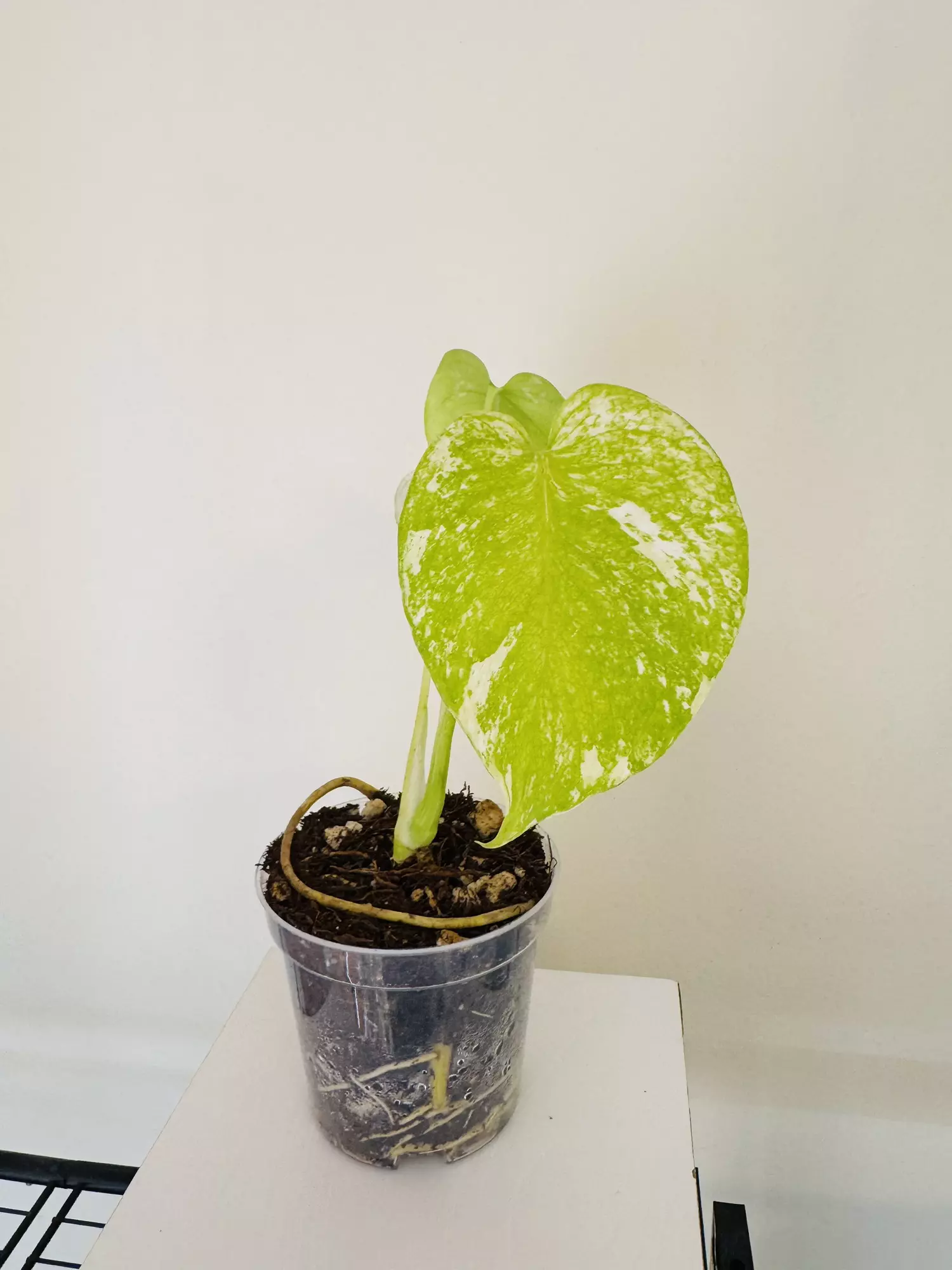 Monstera ‘Mint’ (4inch)