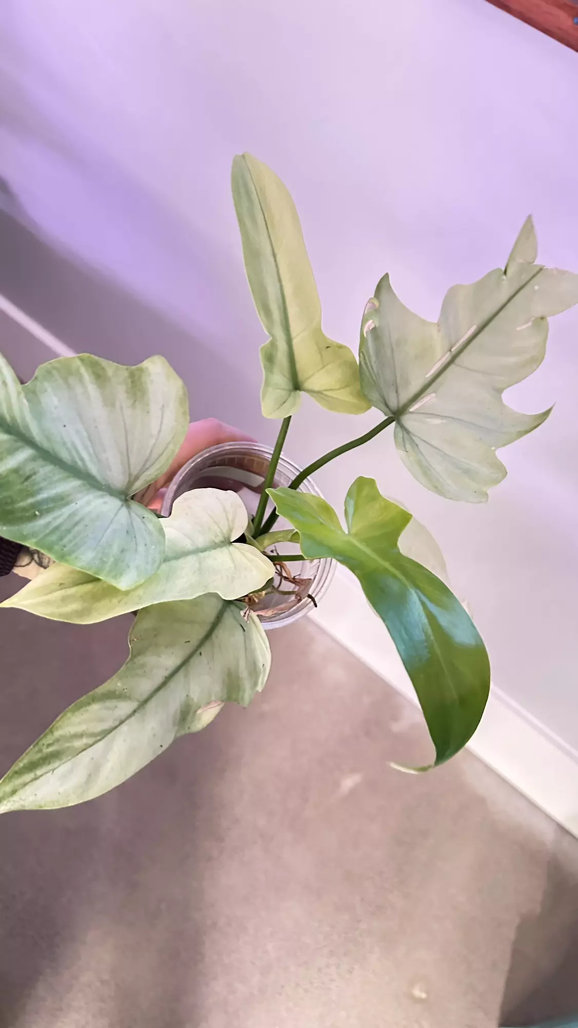 plant/Philodendron Golden Dragon Mint-0