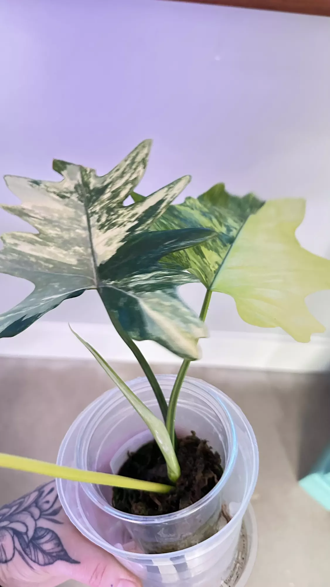 plant/Philodendron Florida Beauty x Mayoi-0