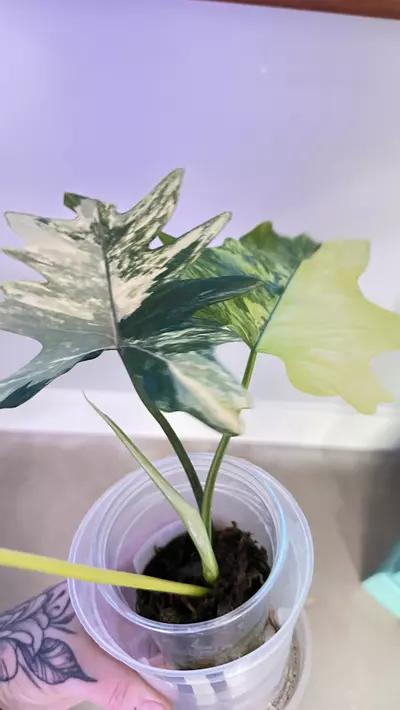 plant/Philodendron Florida Beauty x Mayoi-0-thumbnail