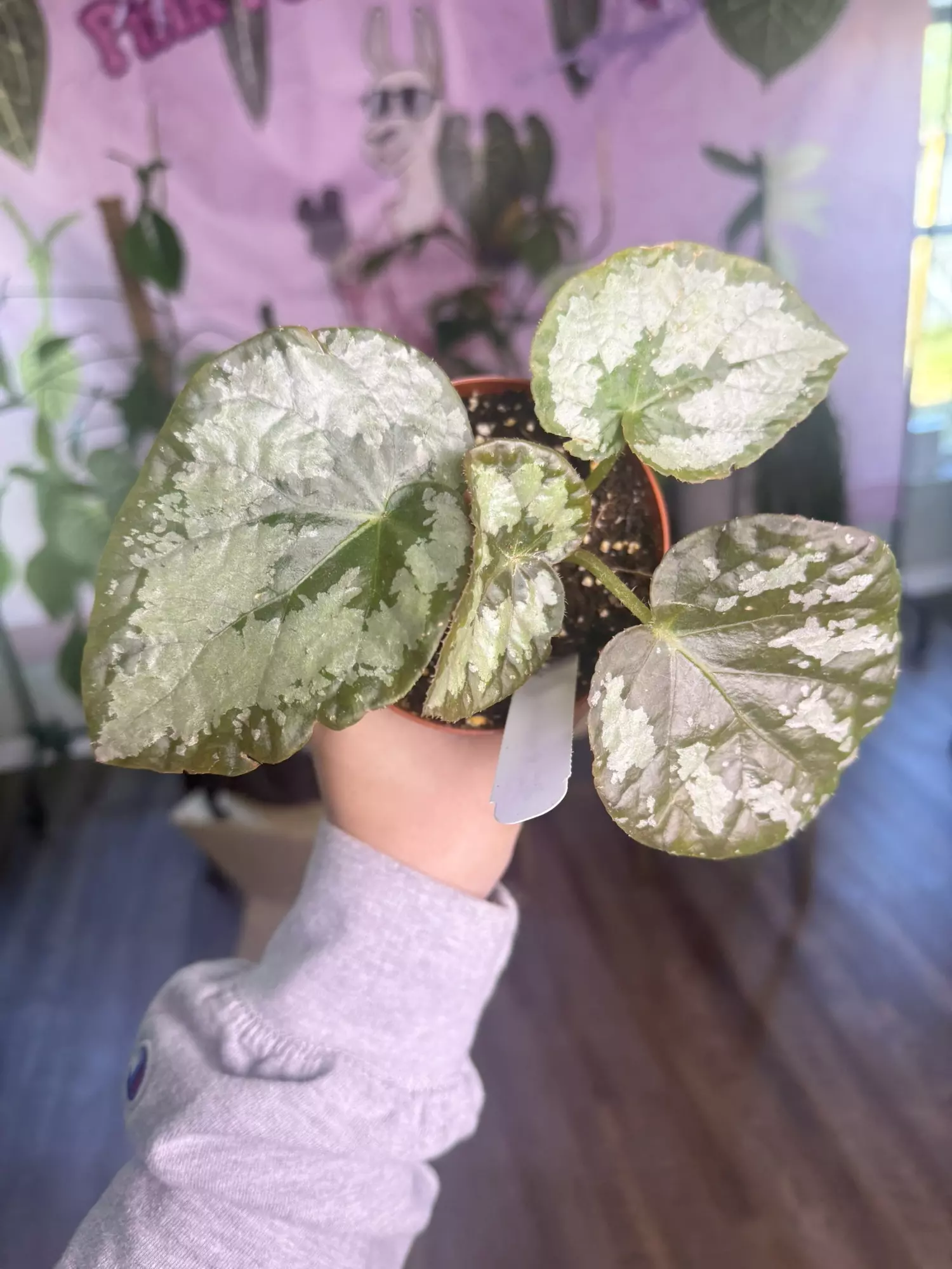 plant/J 1001 Begonia Marianas Monster-0