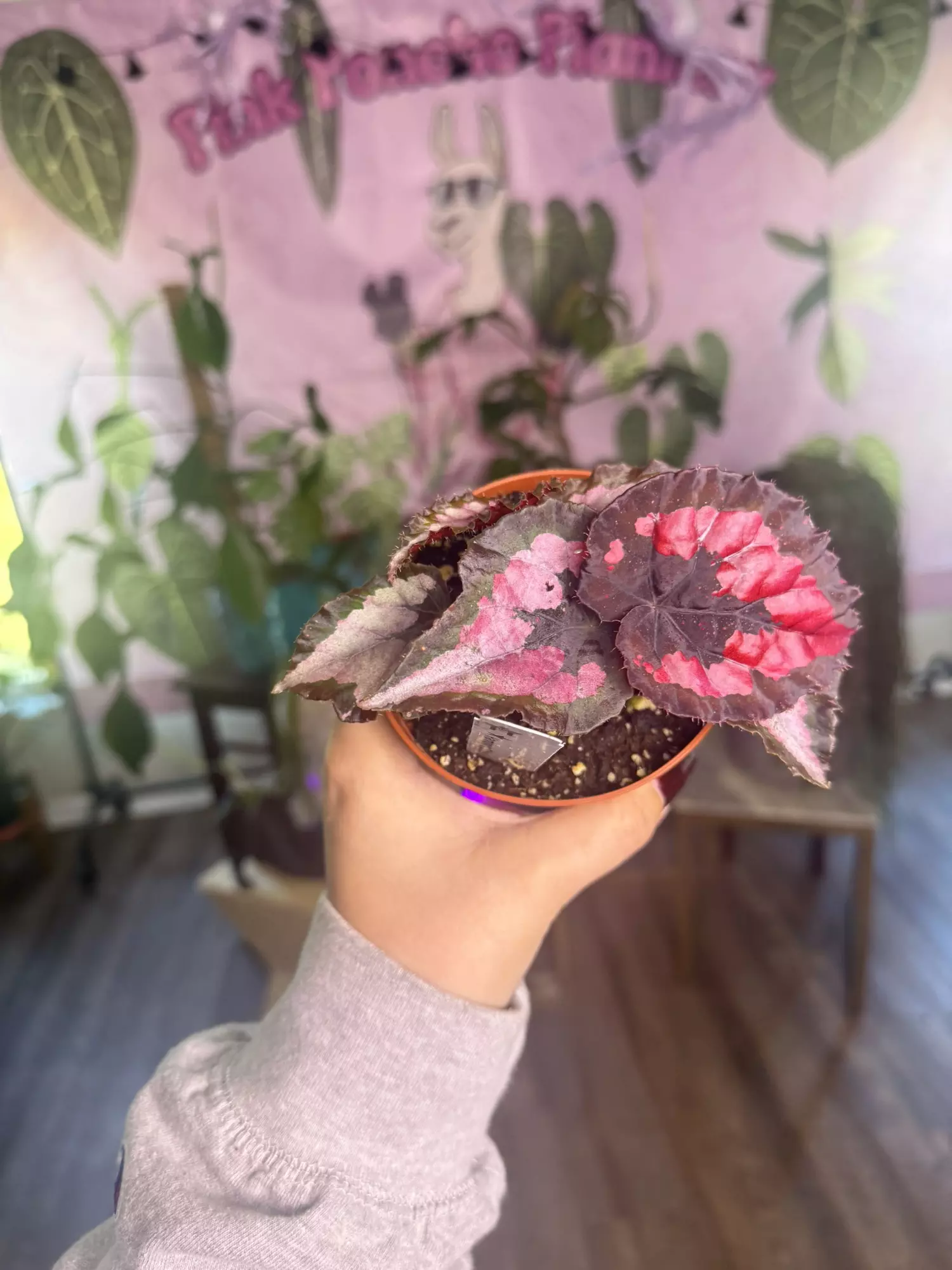 plant/J 1762 Begonia Red Kiss-0