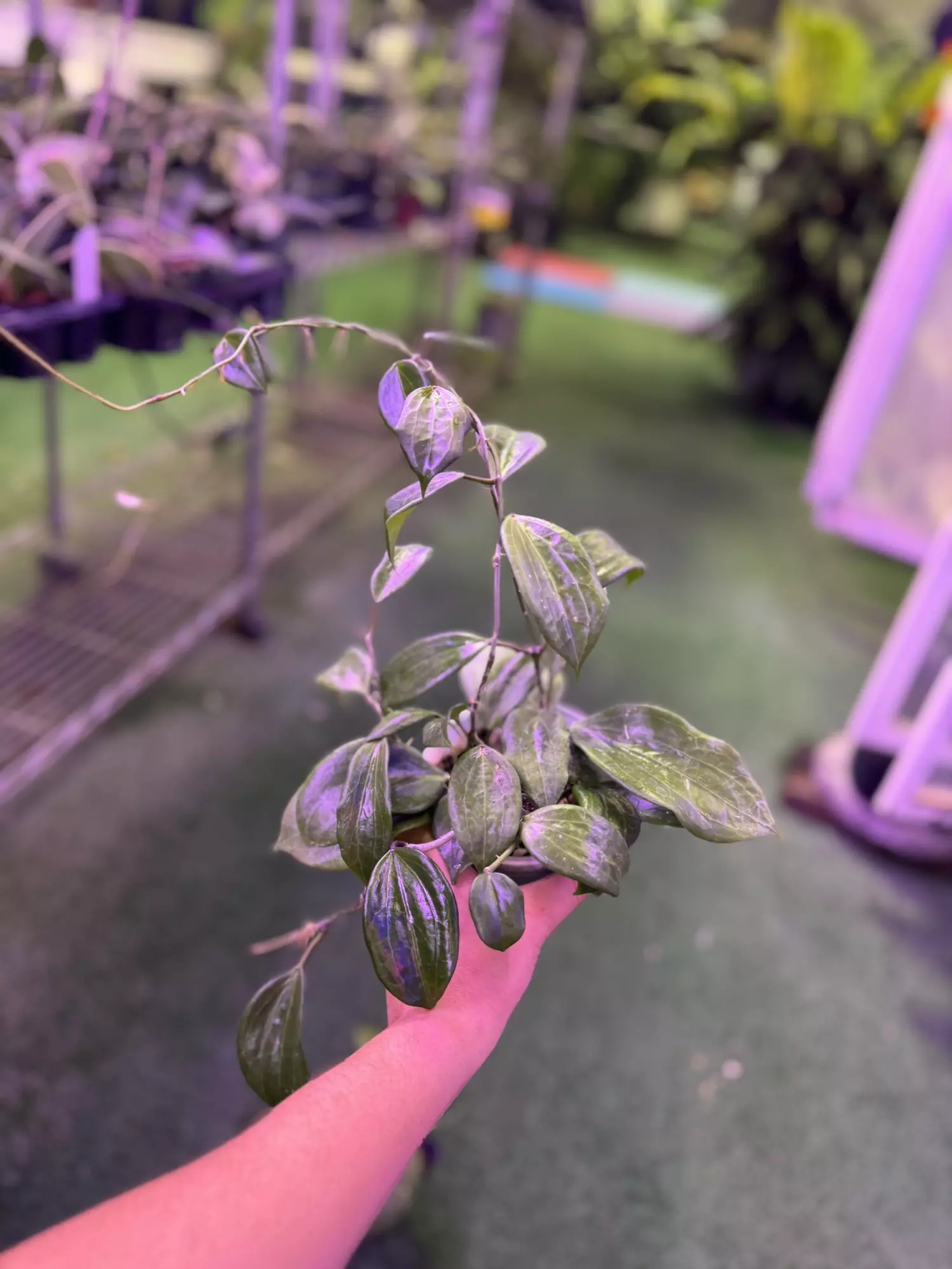 plant/Hoya Quinquenervia 4”-0