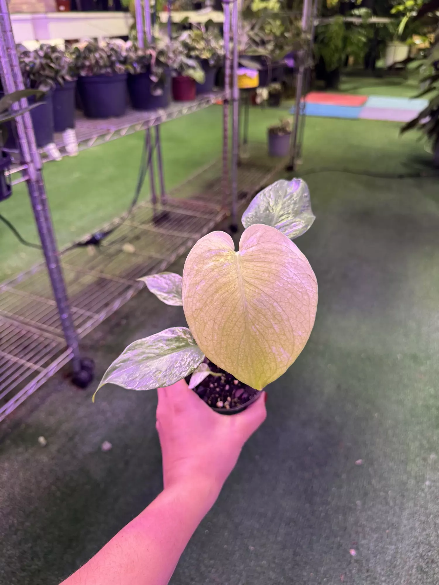 plant/Monstera mint 4”-0