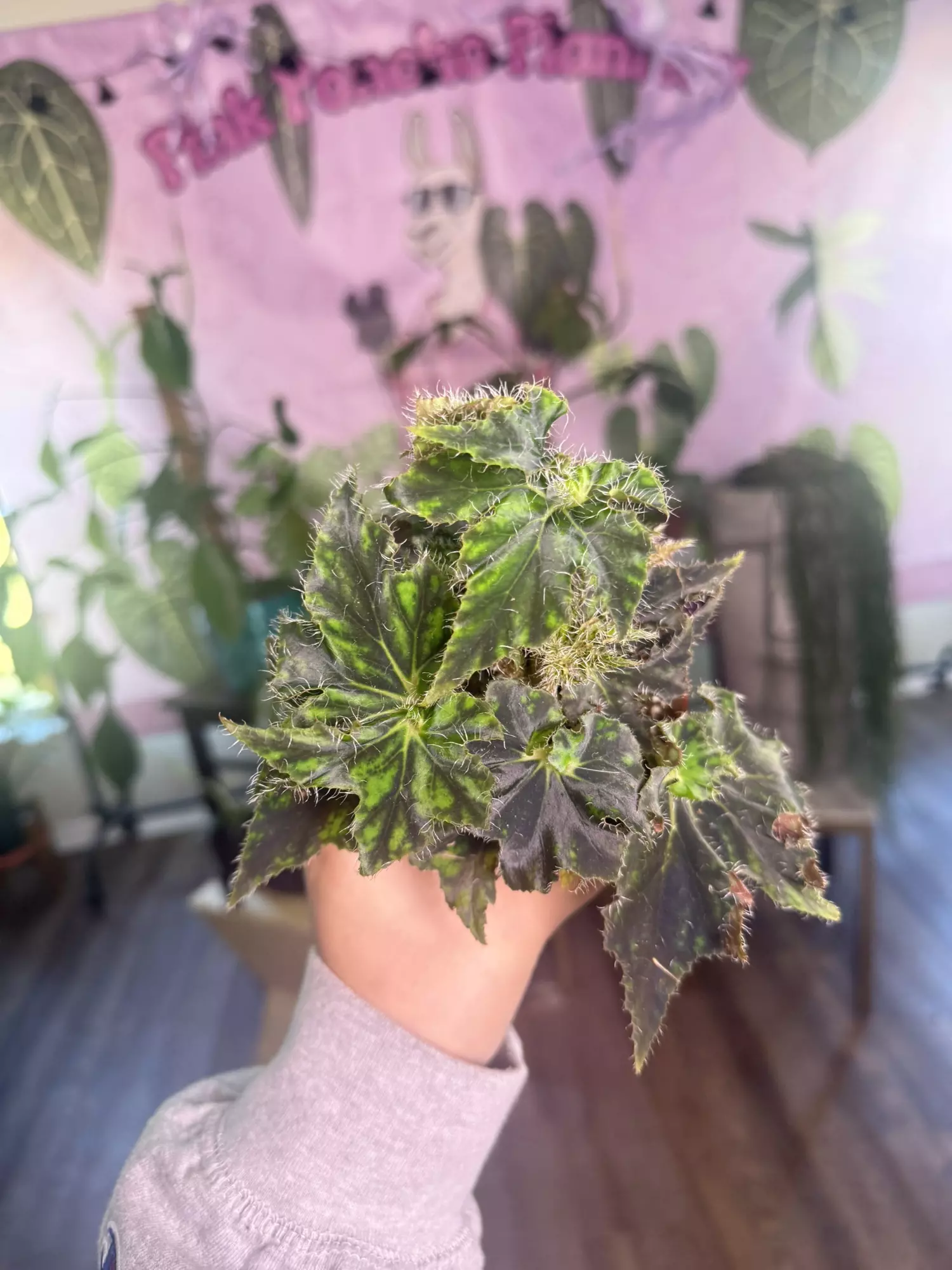 plant/K54 Begonia Unique BLUE FLASH-0