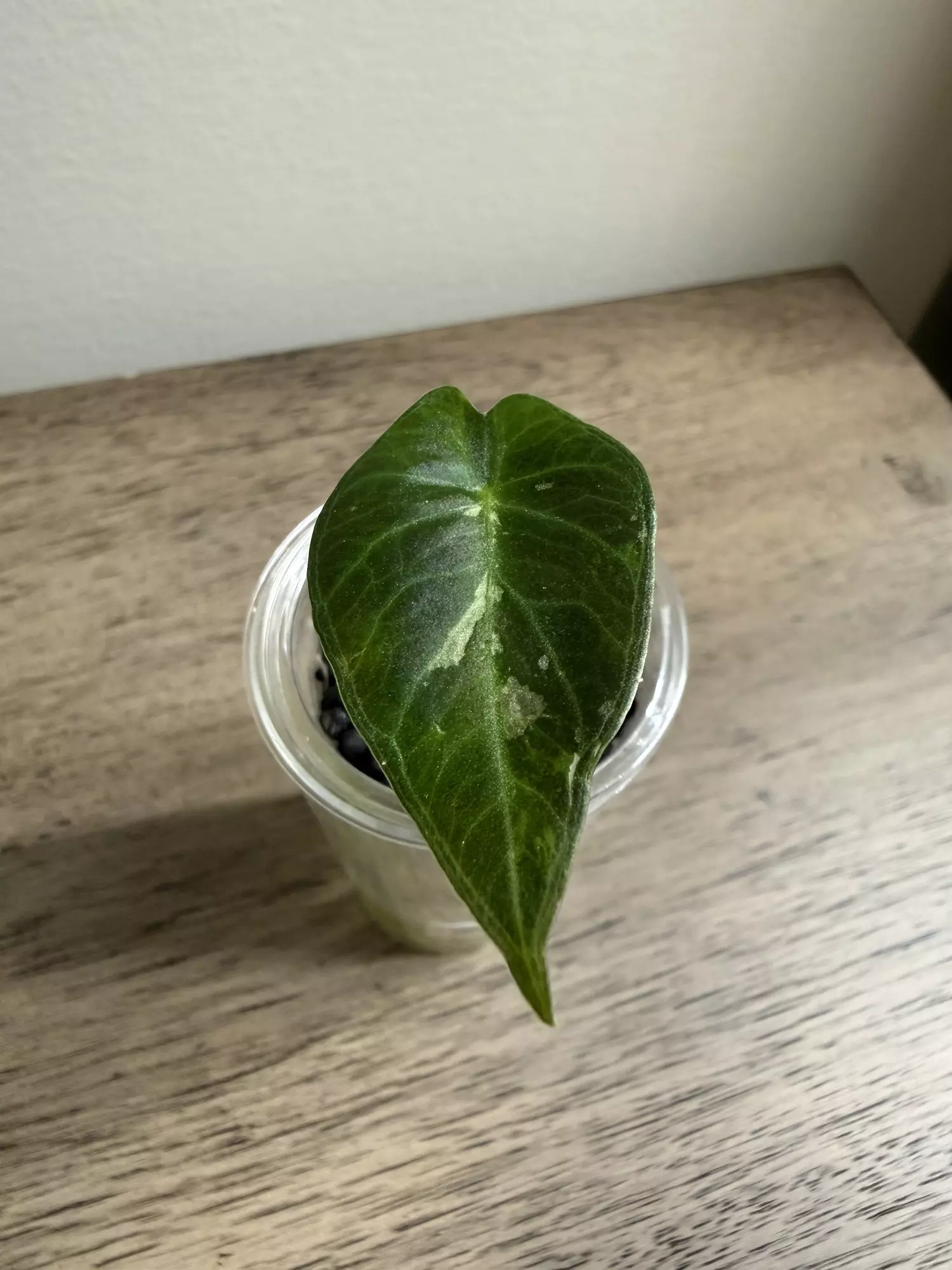 plant/Regal Shield Albo pup-0