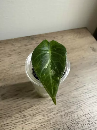 plant/Regal Shield Albo pup-0-thumbnail