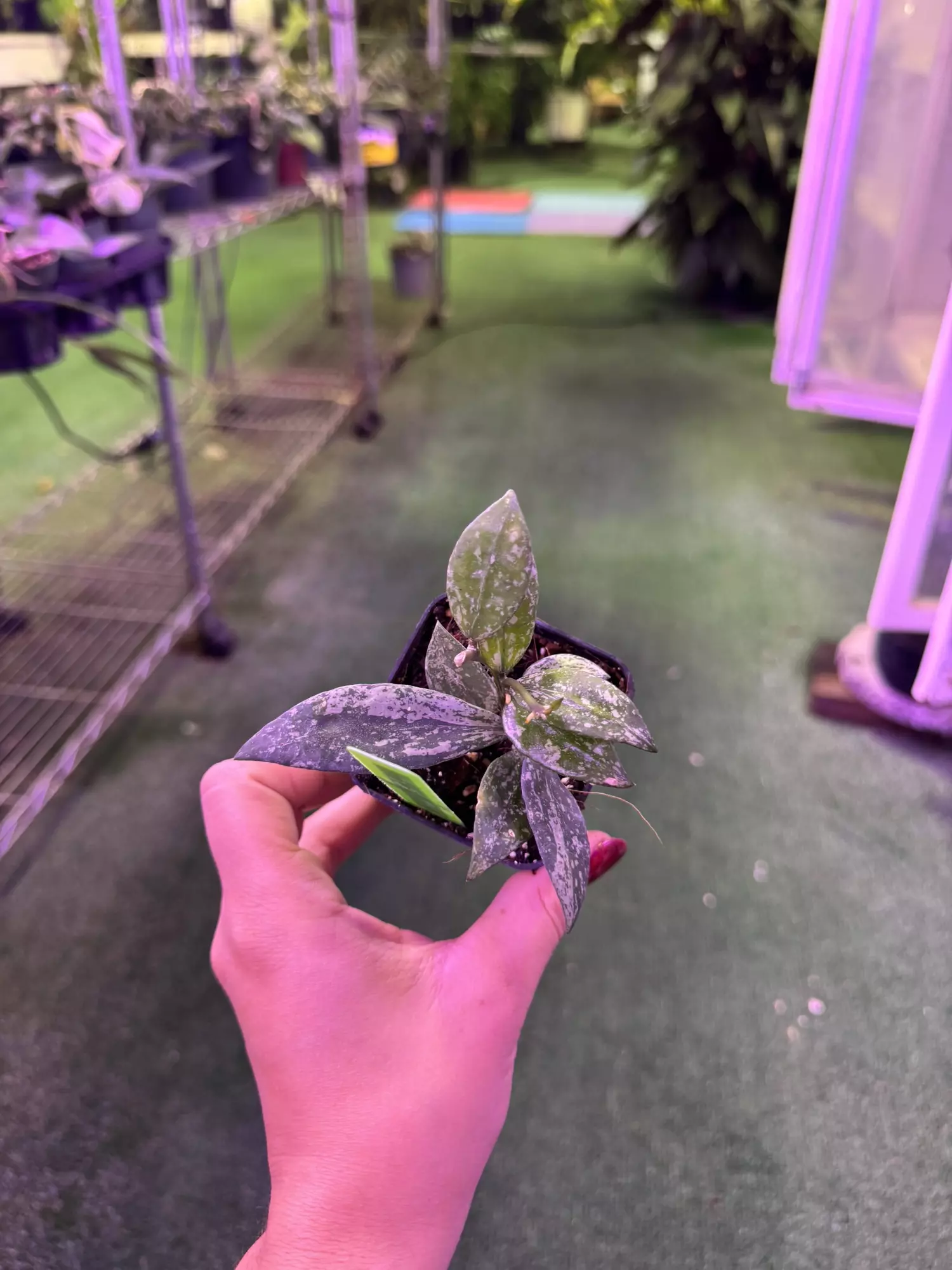 plant/Hoya lacunosa silver line 3”-0