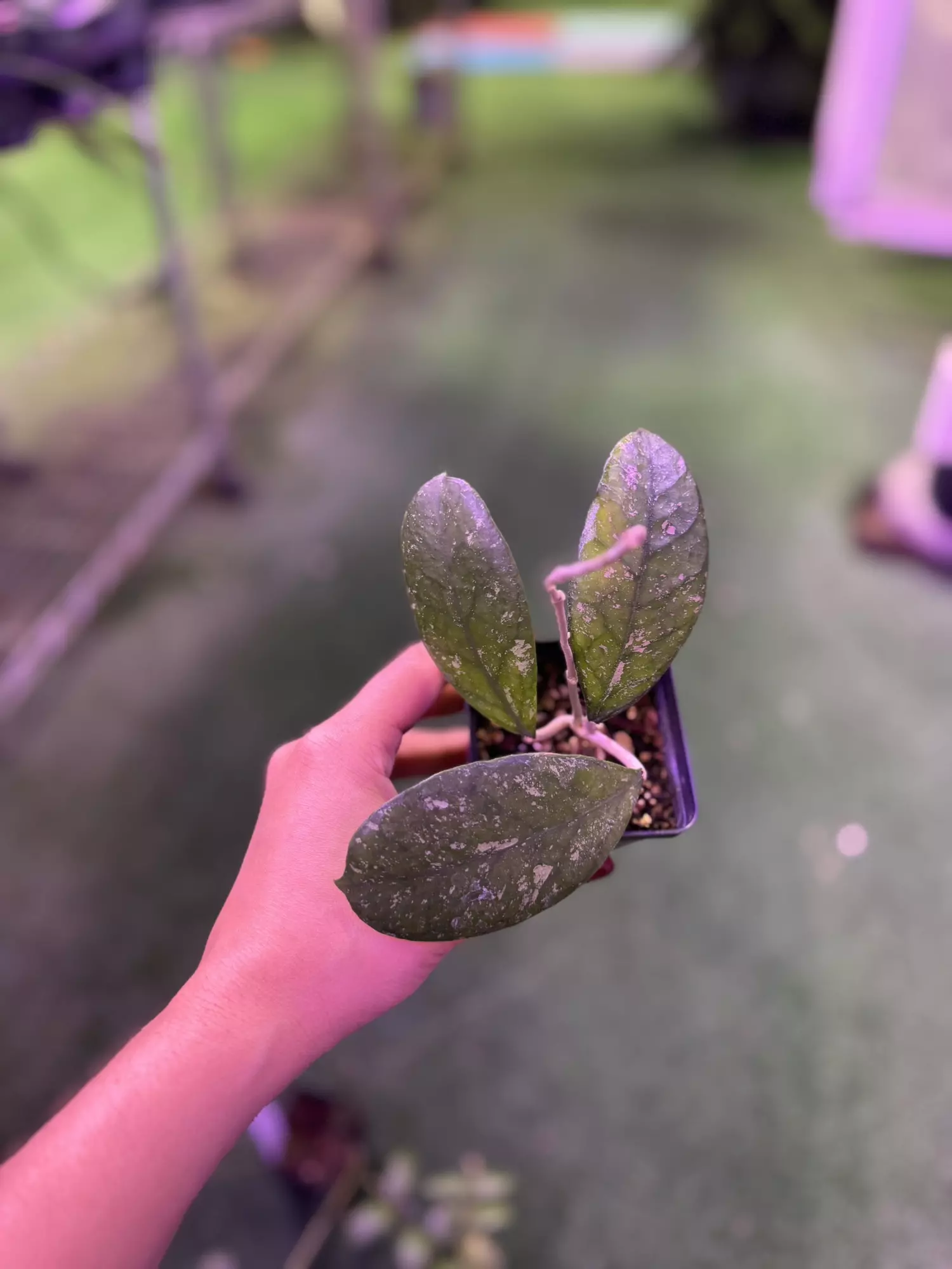 plant/Hoya larisa 3”-0