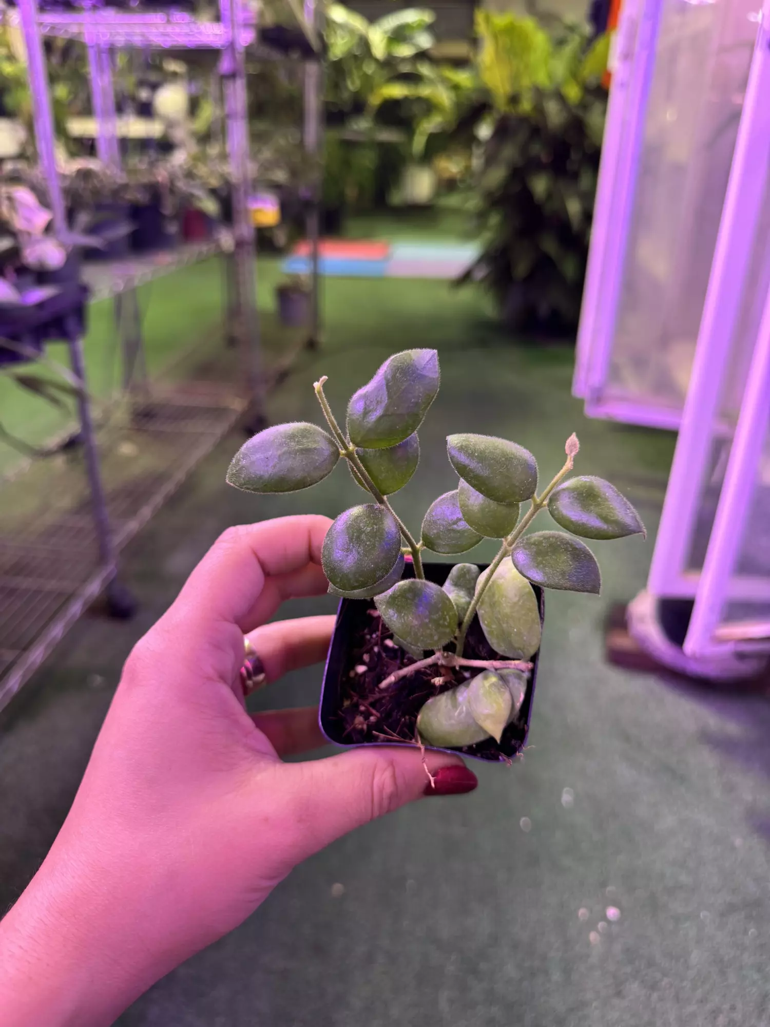 plant/Hoya aechynoides 3”-0