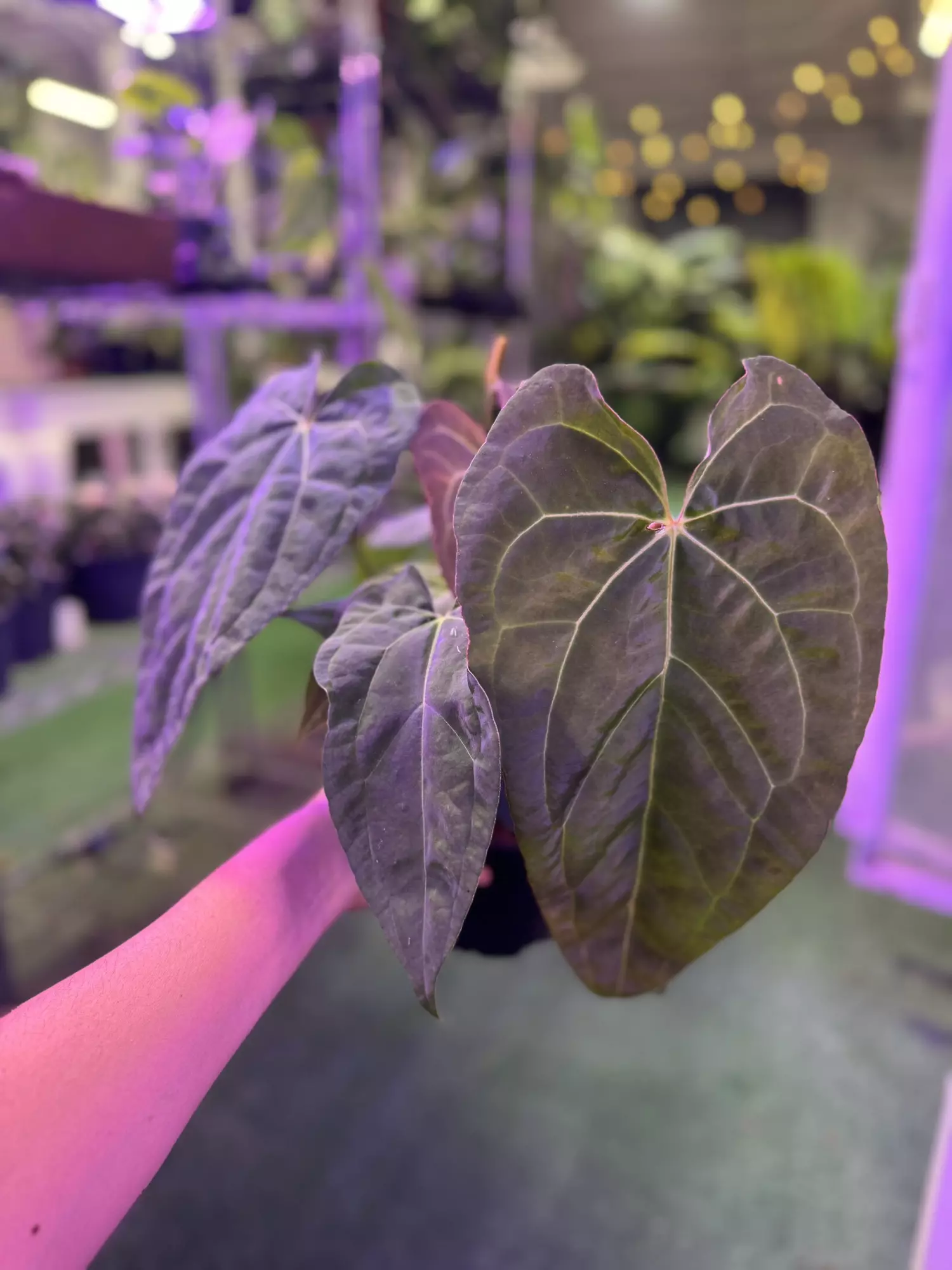 plant/Anthurium red crystal x crystalinum 6”-0