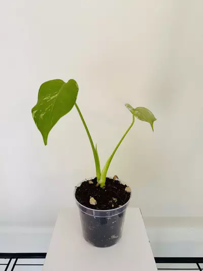 plant/Monstera ‘Mint’ (4inch)-4-thumbnail