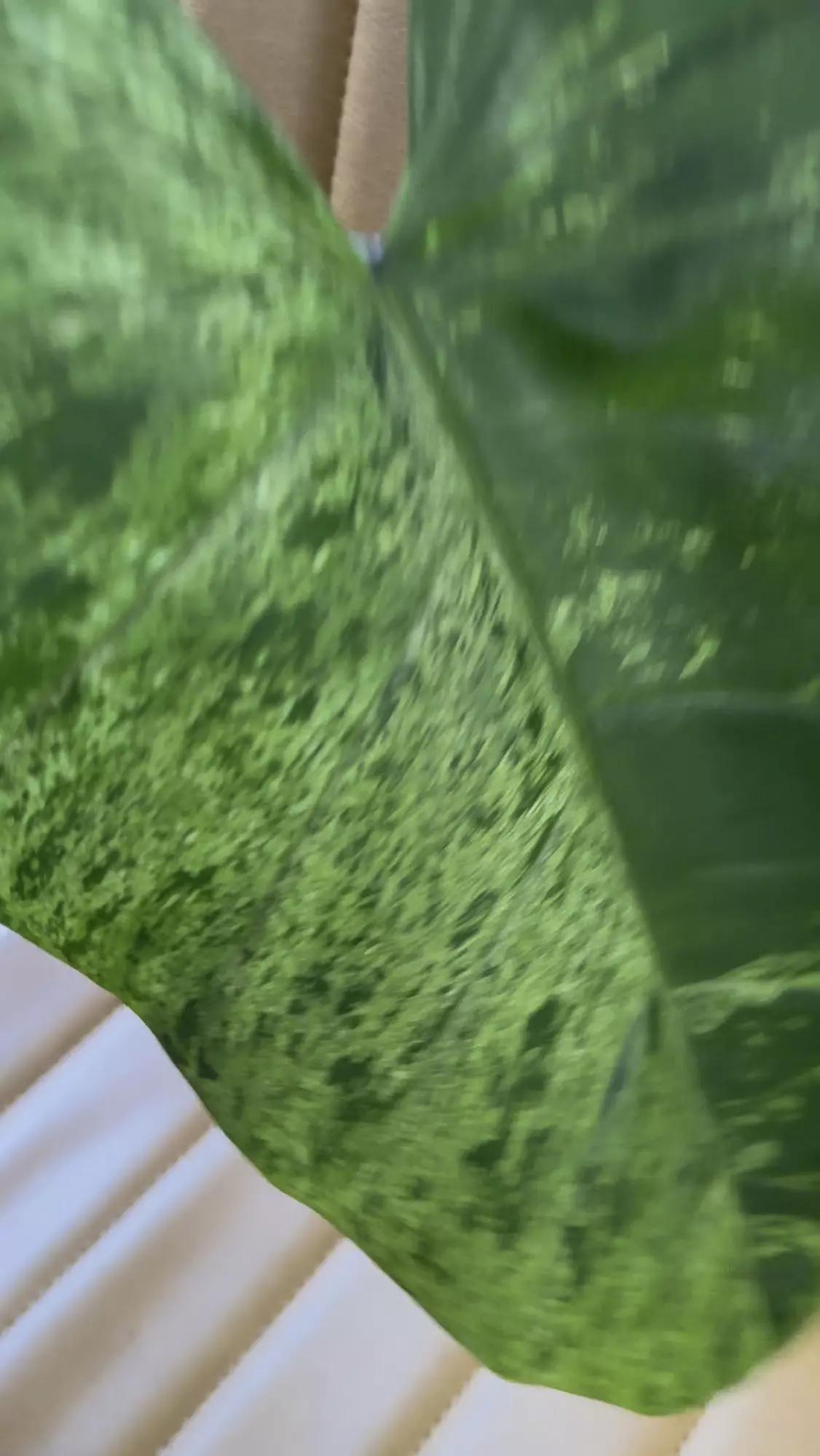 plant/Actual 🦄- Philodendron Domesticum- sport variegated- super rare rooted cutting & insane genetics-3