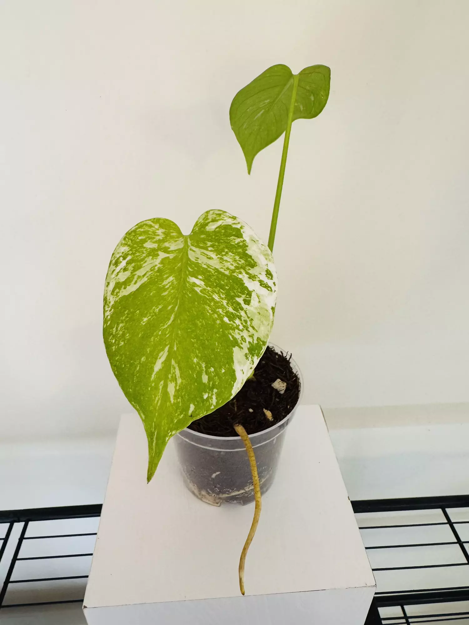 plant/Monstera ‘Mint’ (4inch)-0