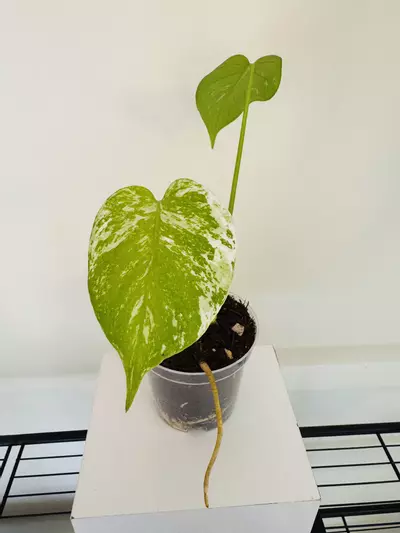 plant/Monstera ‘Mint’ (4inch)-0-thumbnail