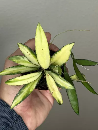 plant/8352 Hoya Wayetii -0-thumbnail