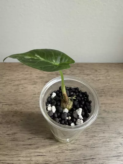 plant/Regal Shield Albo pup-1-thumbnail