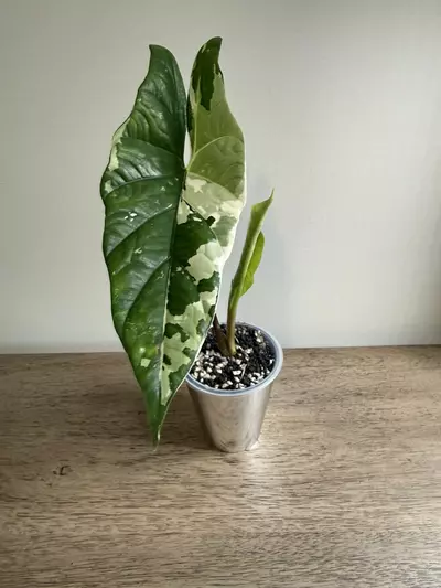 plant/Simpo Albo-0-thumbnail