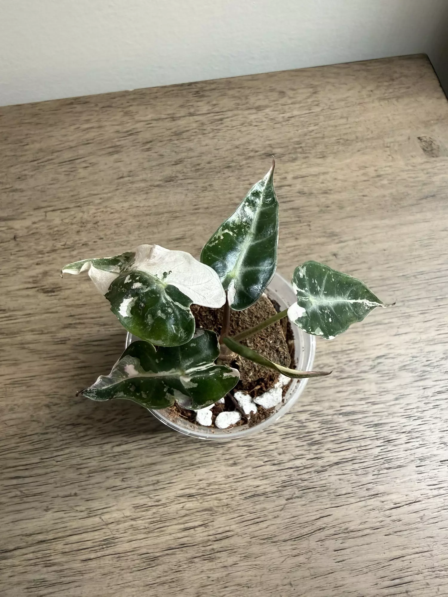 plant/Pink Bambino - from TC-0