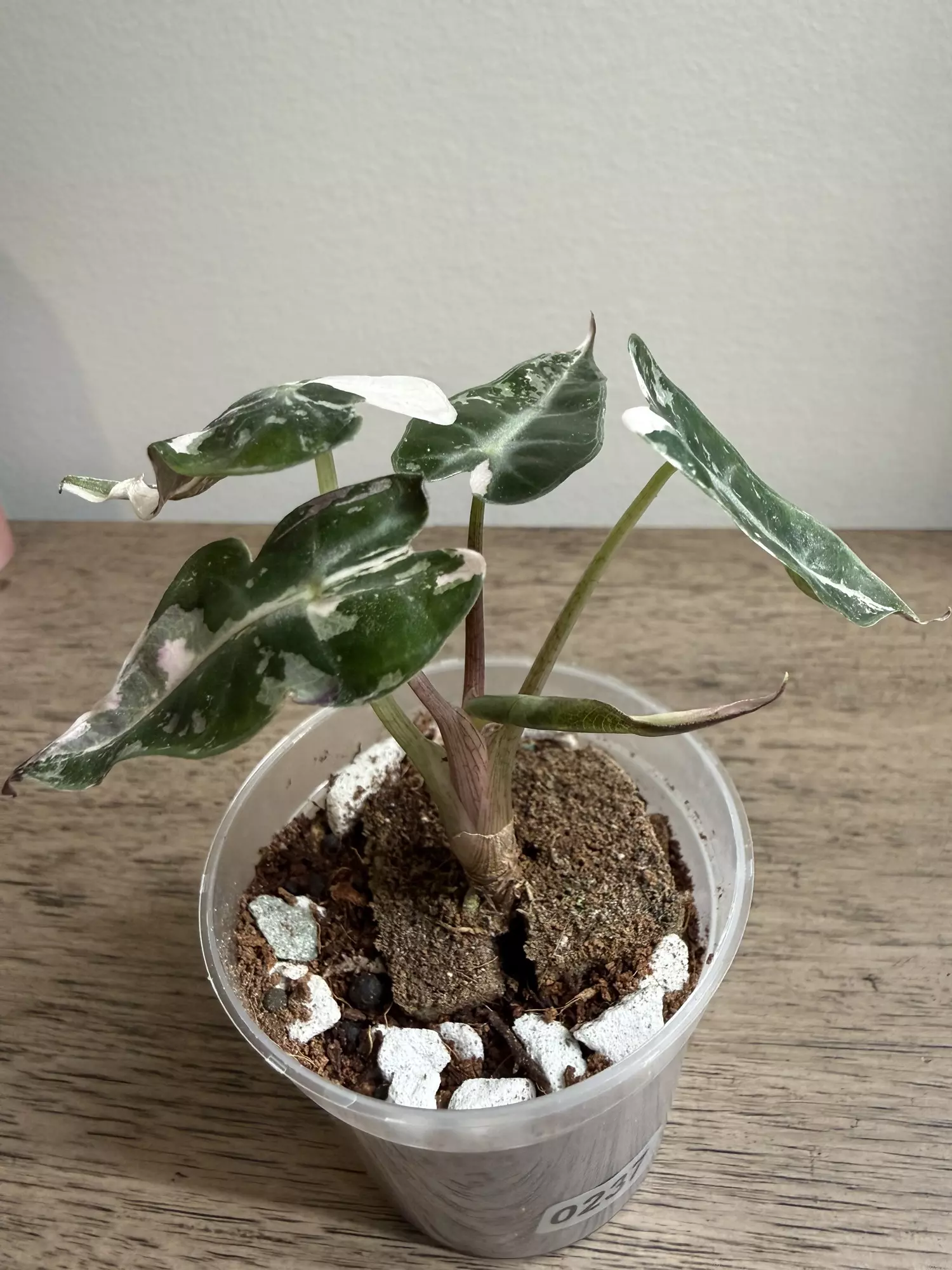 plant/Pink Bambino - from TC-1