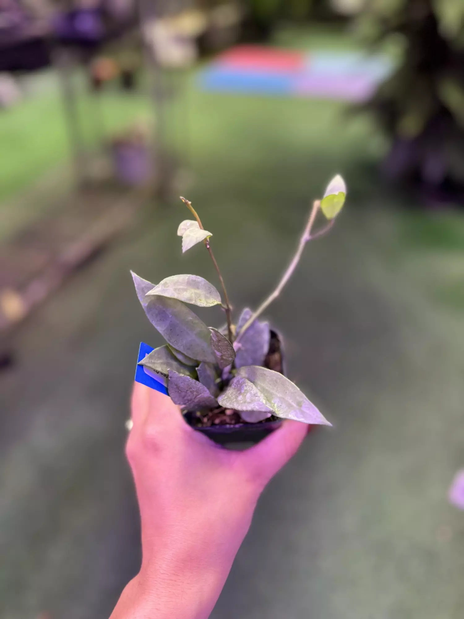 plant/Hoya lacunosa silver 3”-0