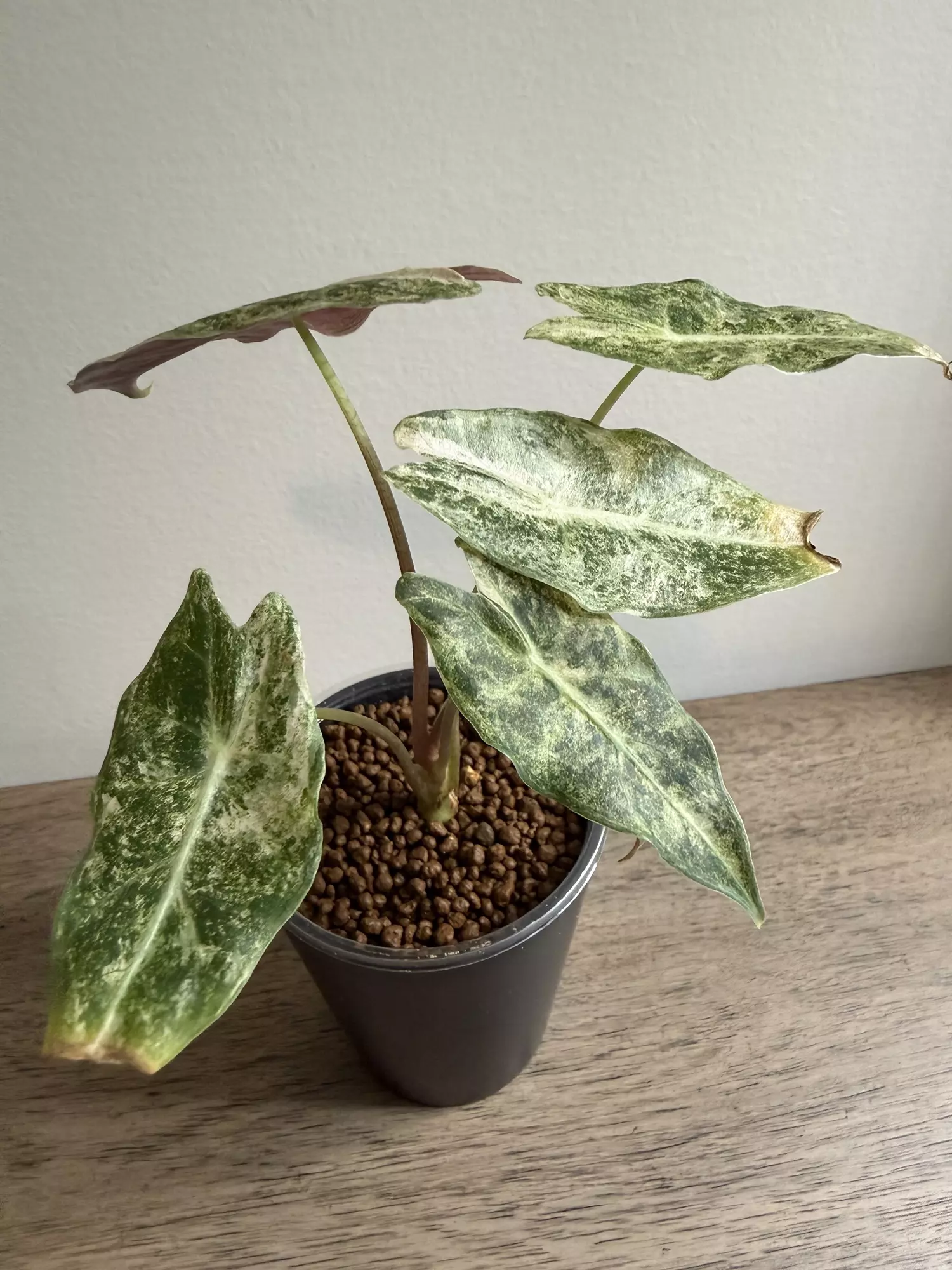 plant/Pink Satun Stardust-2