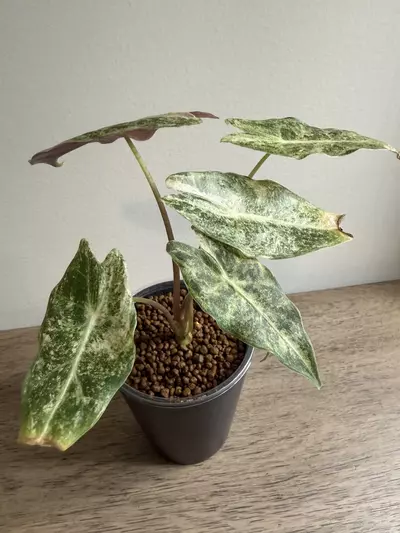 plant/Pink Satun Stardust-2-thumbnail