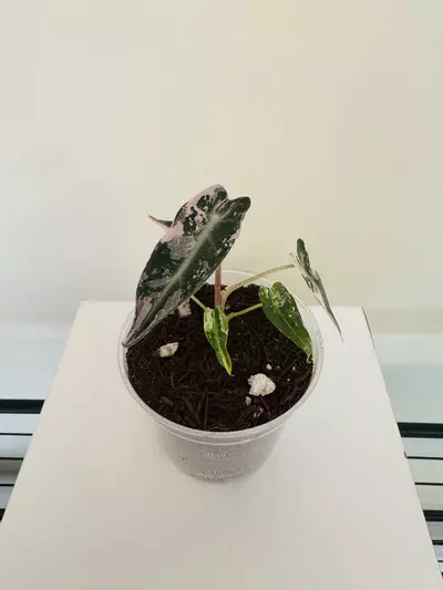 plant/Alocasia ‘Pink Bambino’ (3inch)-0-thumbnail