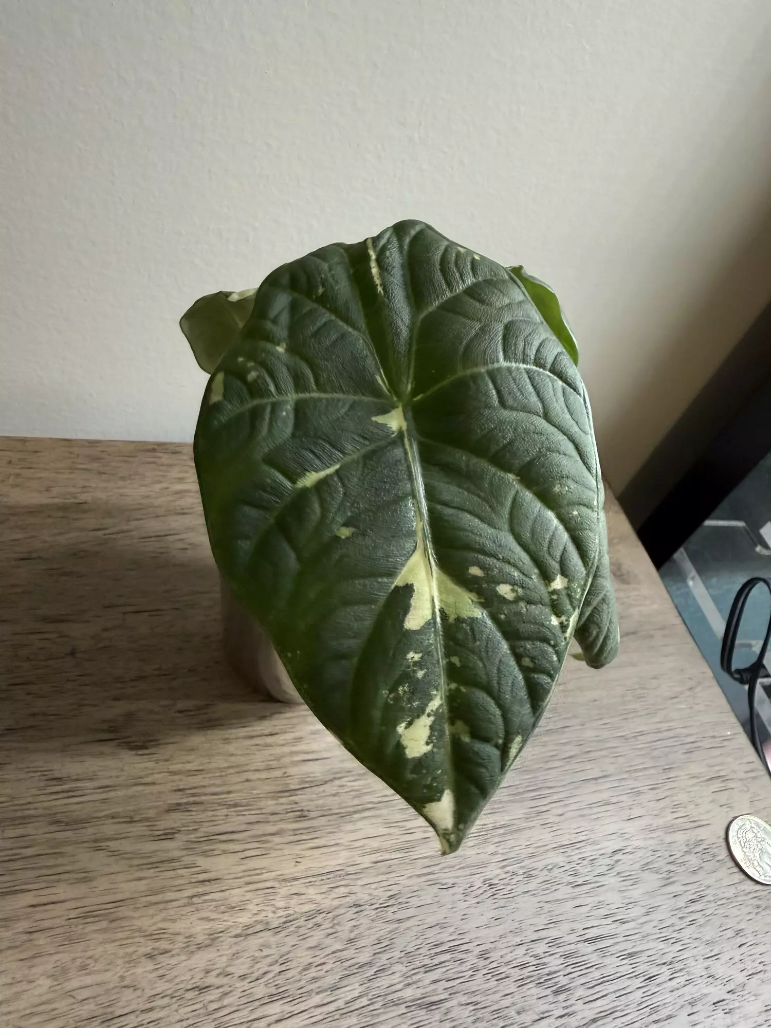 plant/Maharani Albo -0