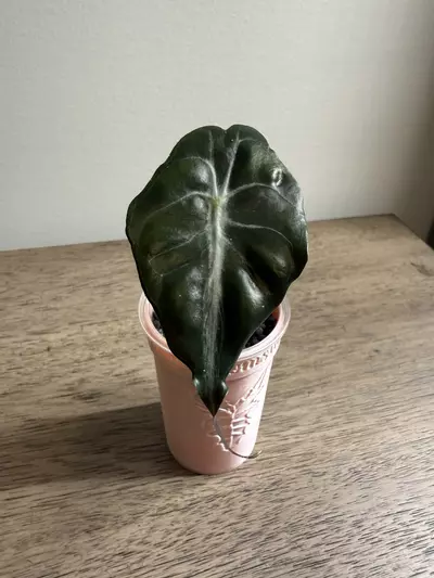 plant/Venom pup-0-thumbnail