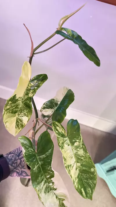 plant/Philodendron Florida Beauty x Paraiso-0-thumbnail