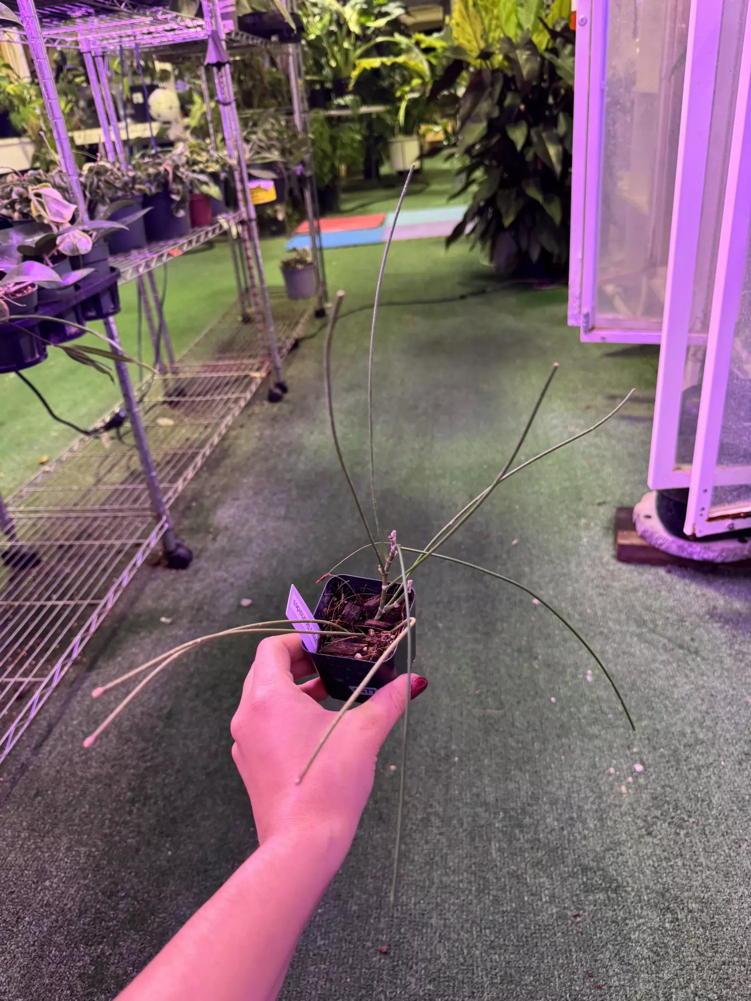 plant/Hoya spartoides 3”-0