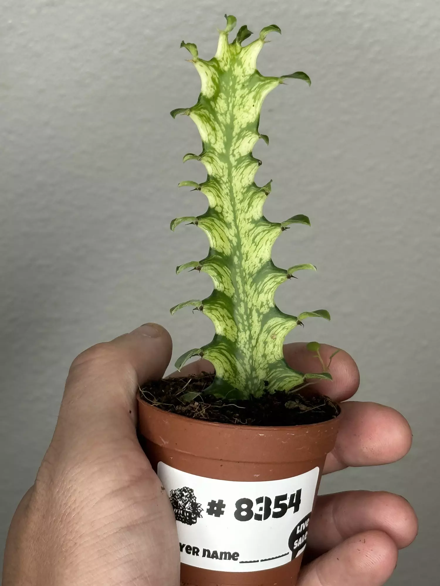 plant/8354 Euphorbia Trigona Mint-0