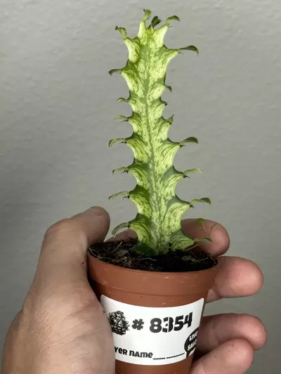 plant/8354 Euphorbia Trigona Mint-0-thumbnail
