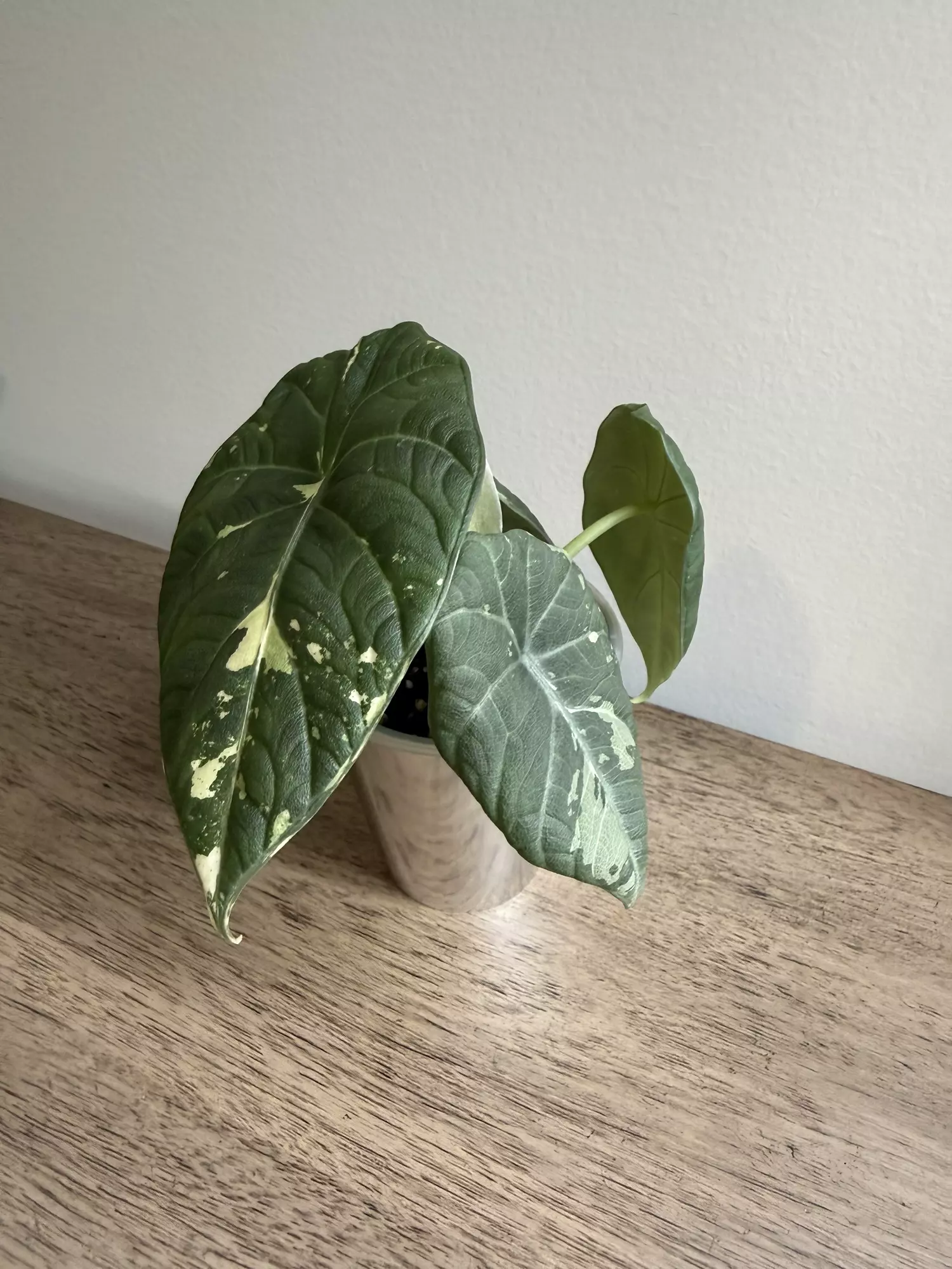 plant/Maharani Albo -2