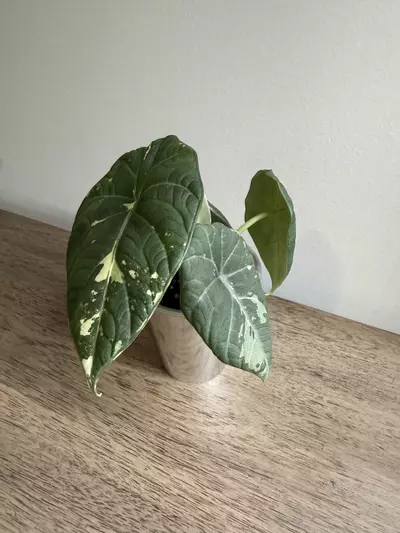 plant/Maharani Albo -2-thumbnail