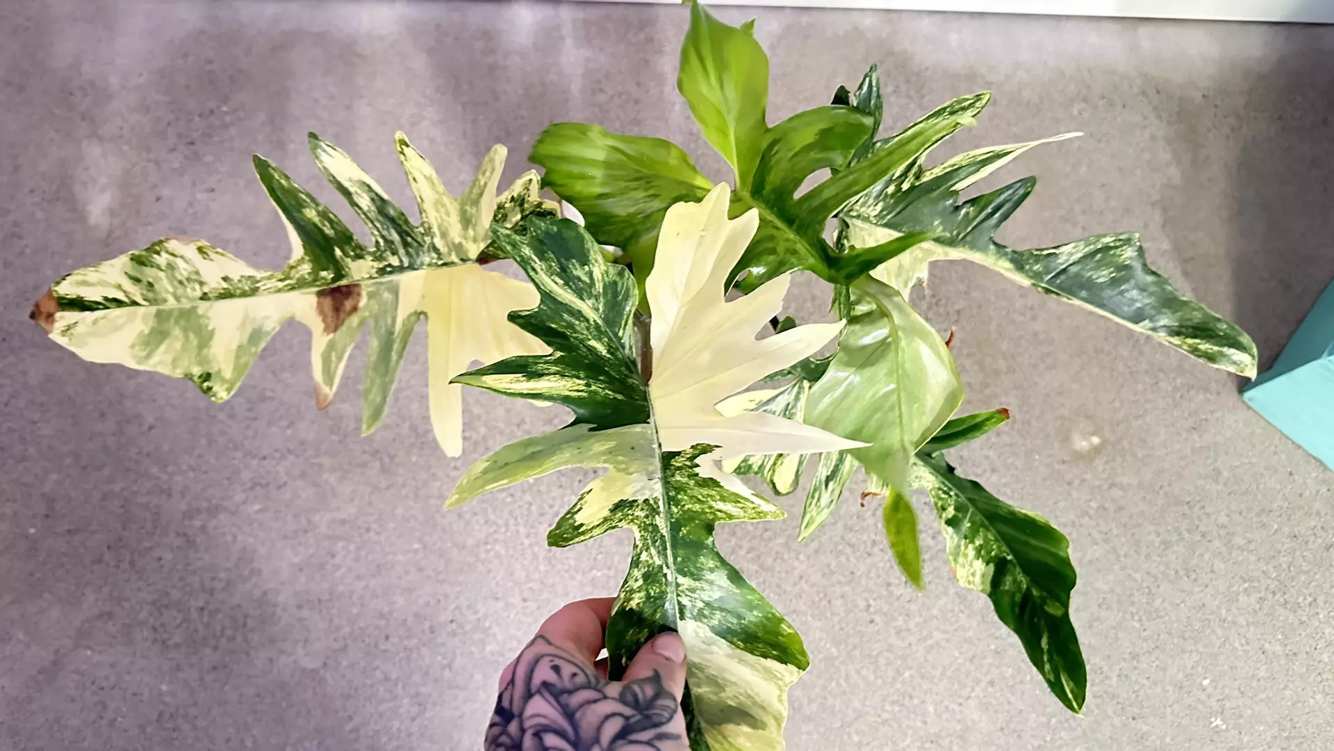 plant/Philodendron Florida Beauty x Mayoi-0