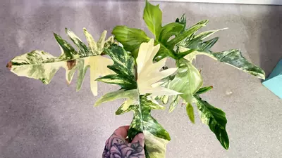plant/Philodendron Florida Beauty x Mayoi-0-thumbnail