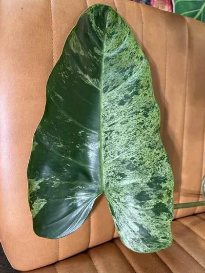 plant/Actual 🦄- Philodendron Domesticum- sport variegated- super rare rooted cutting & insane genetics-2-thumbnail