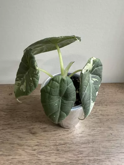 plant/Maharani Albo -1-thumbnail