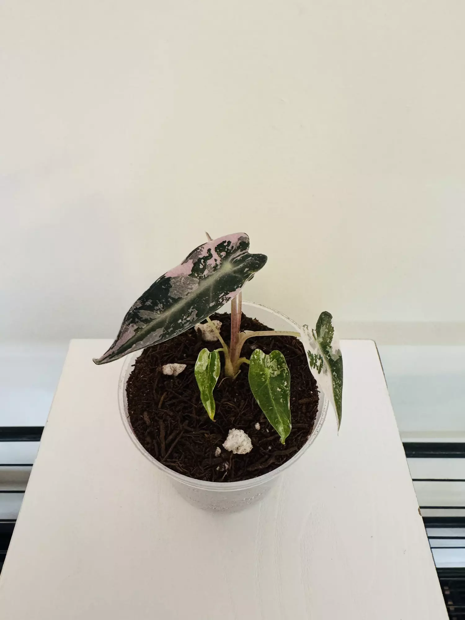 plant/Alocasia ‘Pink Bambino’ (3inch)-4