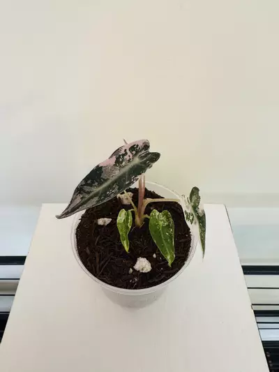 plant/Alocasia ‘Pink Bambino’ (3inch)-4-thumbnail