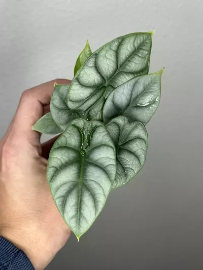 plant/8356 dragons scale-0-thumbnail