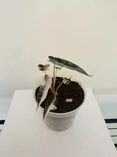 plant/Alocasia ‘Pink Bambino’ (3inch)-2-thumbnail