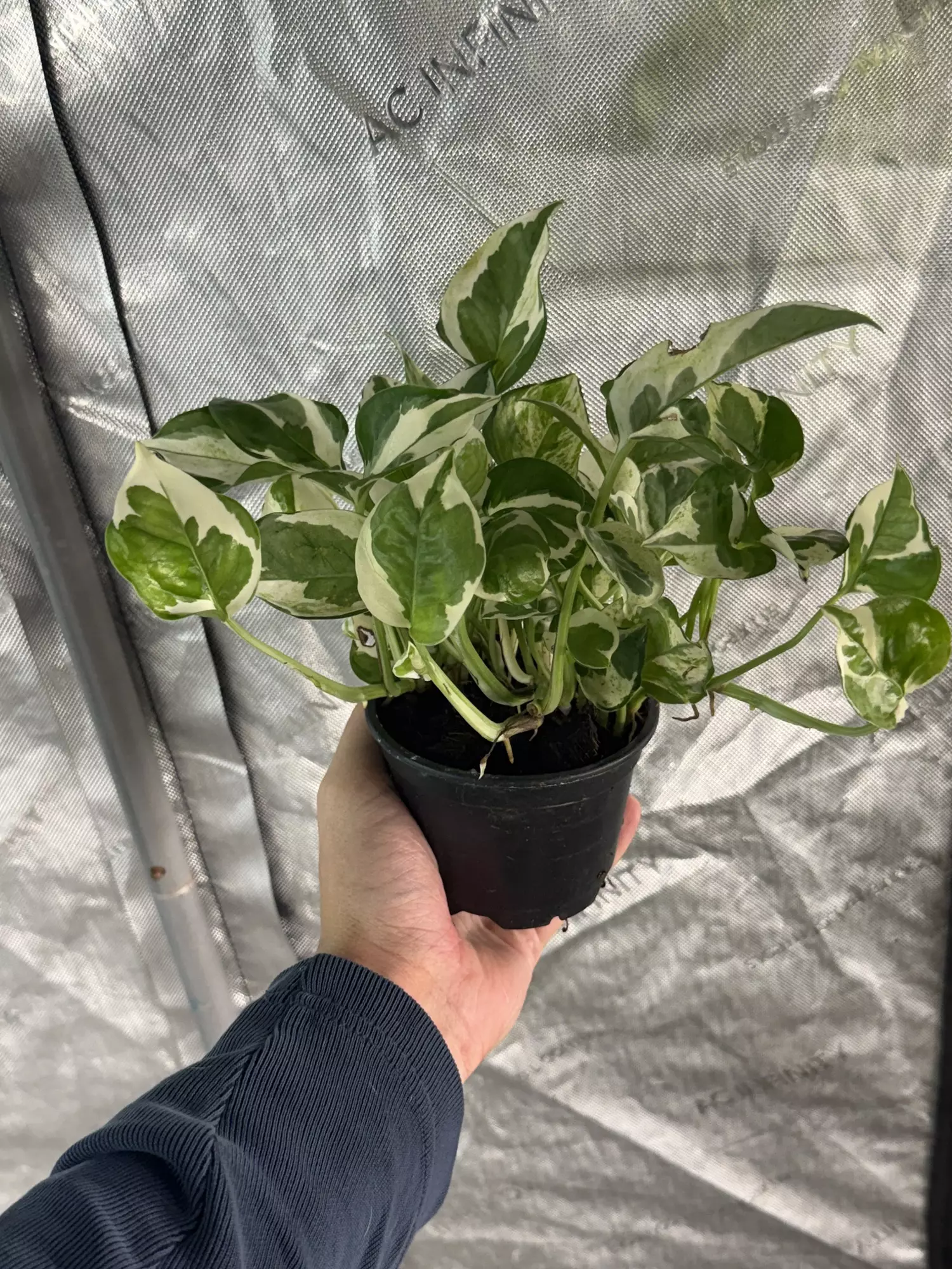plant/Pothos Njoy 4” Growers Choice-0