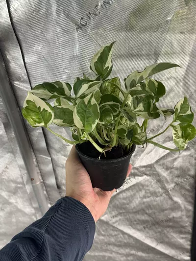 plant/Pothos Njoy 4” Growers Choice-0-thumbnail