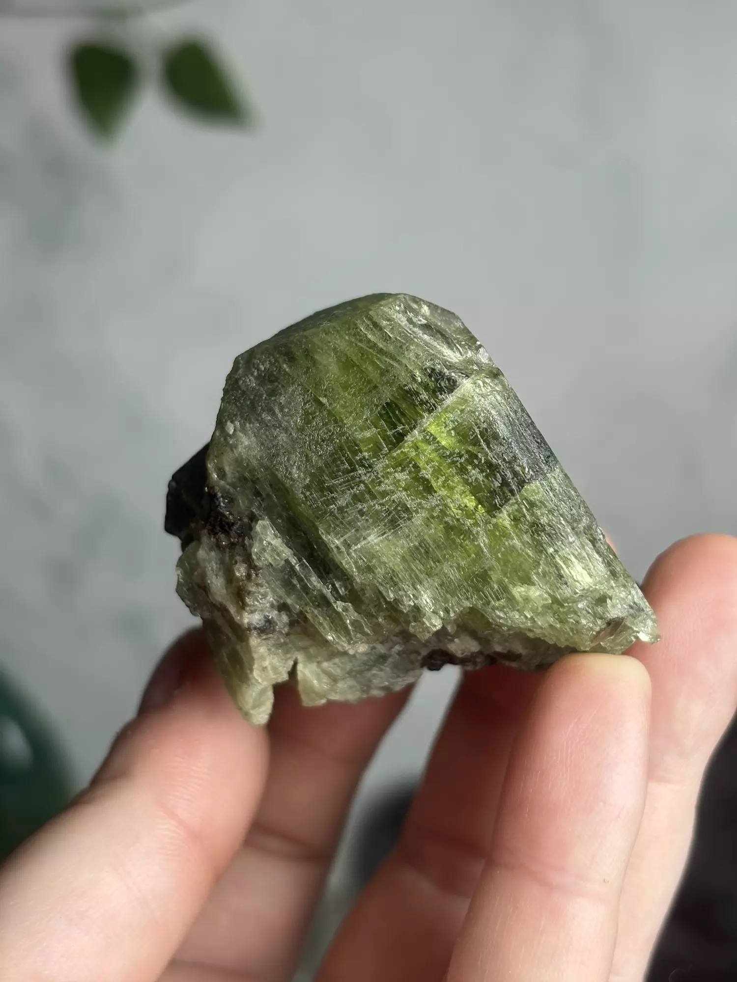 plant/Diopside - Afghanistan was $60-0