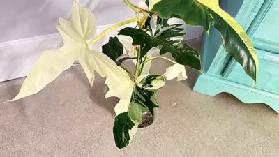 plant/Philodendron Golden Dragon Albo/Aurea-0-thumbnail