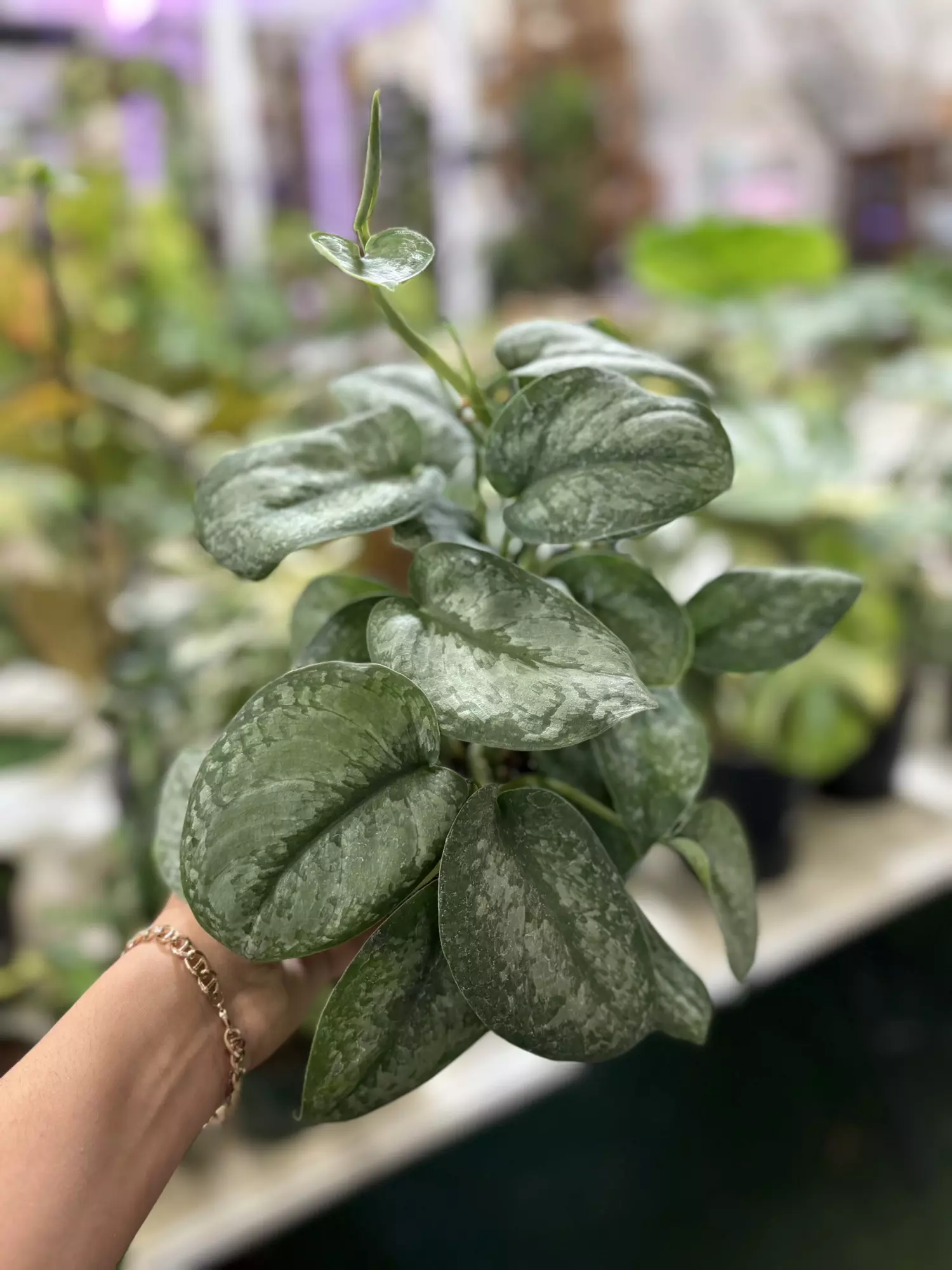 plant/Scindapsus silver splash 6”-0