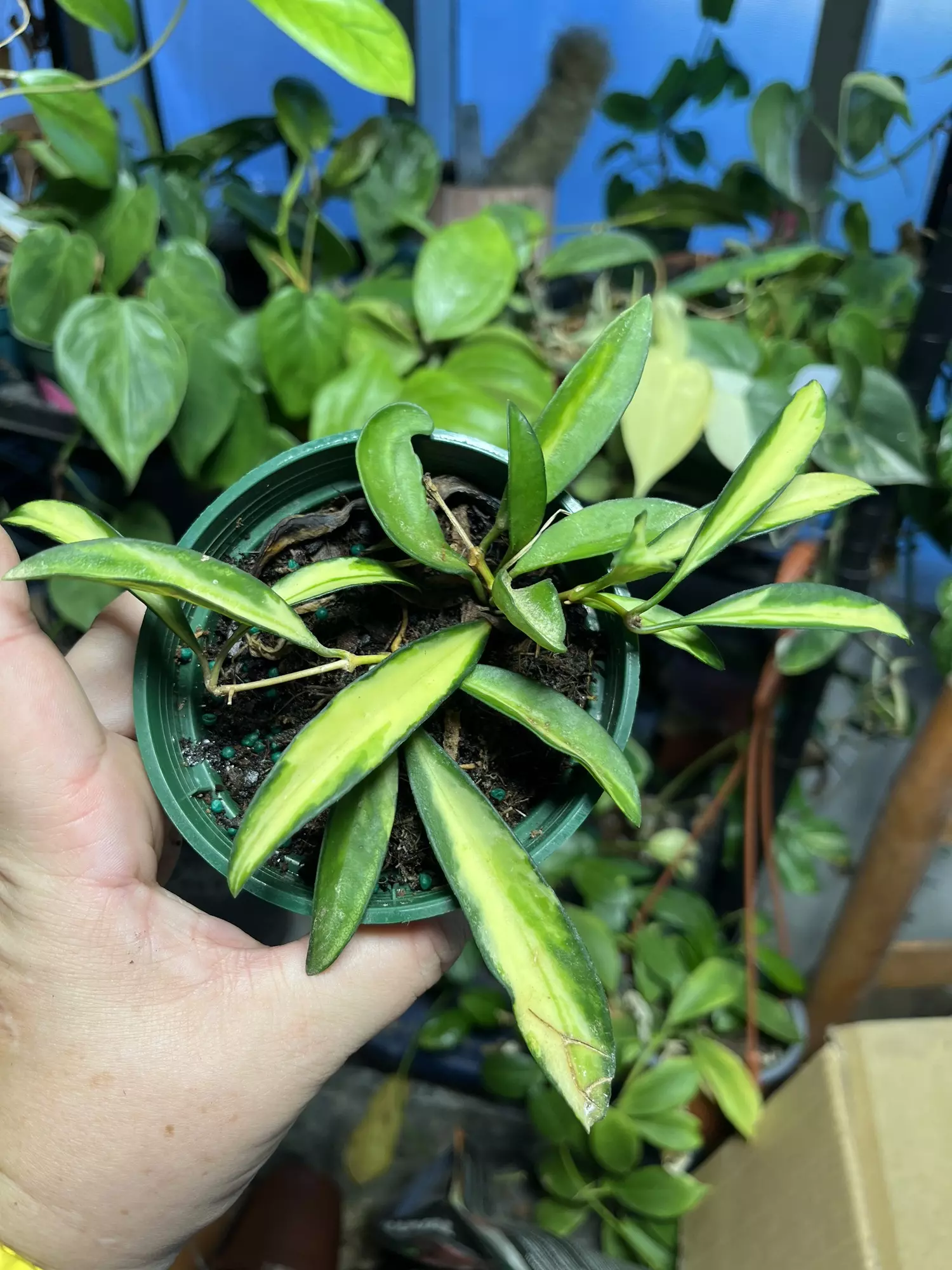 plant/Hoya Wayetti-0